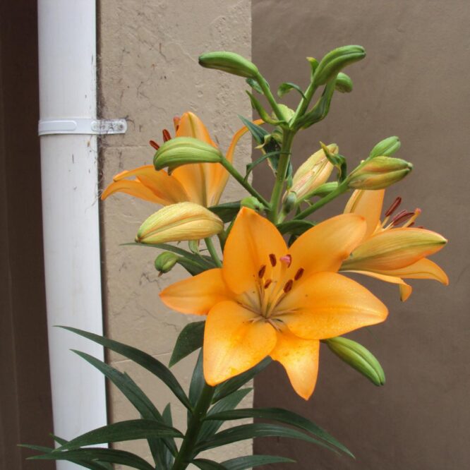 Template: Featured Image (Vertical)